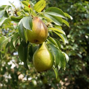 Mini hruška stĺpovitá (Pyrus communis) ´GARDEN PEARL´ - jesenná, výška: 50-70 cm, voľnokorenná 